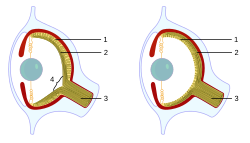 The camera eyes of vertebrates (left) and cephalopods (right) developed independently and are wired differently; for instance, optic nerve (3) fibres (2) reach the vertebrate retina (1) from the front, creating a blind spot (4).[44]