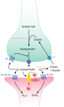 The cholinergic synapse and the breakdown of acetylcholine into choline and acetate by acetylcholinesterase