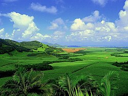 Sugarcane plantation, Mauritius
