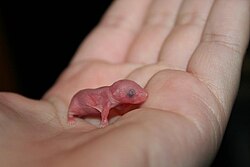 A newborn mouse
