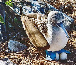 A blue-footed booby (Sula nebouxii) incubating its eggs