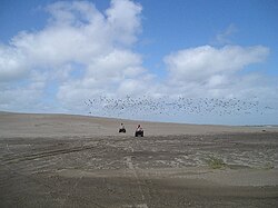 Dunes in Villa Gesell.