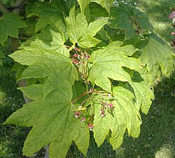Acer circinatum (vine maple) leaves showing the palmate veining typical of most species