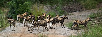 African wild dog pack in Kruger National Park
