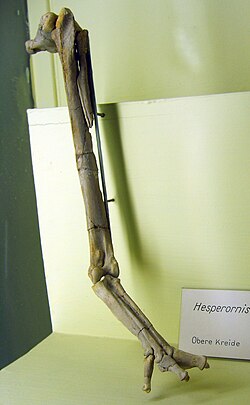 Left leg of H. gracilis