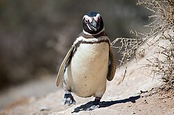 Magellanic penguin on Argentina's coast