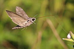 Convolvulus hawk-moth (Agrius convolvuli) feeding with extended proboscis
