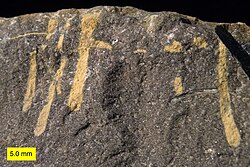 Trypanites borings in an Upper Ordovician hardground from northern Kentucky. The borings are filled with diagenetic dolomite (yellowish). The boring on the far right cuts through a shell in the matrix.