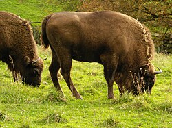Once roaming the great temperate forests of Eurasia, European bison now live in nature preserves in Białowieża Forest, on the border between Poland and Belarus.[253][254]