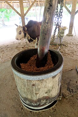 An ox-powered Copra press