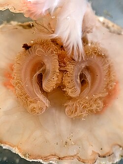Paired lophophores of Terebratalia transversa, a modern brachiopod in the order Terebratulida