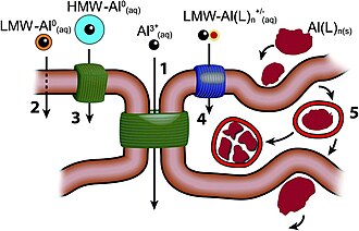 There are five major aluminium forms absorbed by human body: the free solvated trivalent cation (Al3+(aq)); low-molecular-weight, neutral, soluble complexes (LMW-Al0(aq)); high-molecular-weight, neutral, soluble complexes (HMW-Al0(aq)); low-molecular-weight, charged, soluble complexes (LMW-Al(L)n+/−(aq)); nano and micro-particulates (Al(L)n(s)). They are transported across cell membranes or cell epi-/endothelia through five major routes: (1) paracellular; (2) transcellular; (3) active transport; (4) channels; (5) adsorptive or receptor-mediated endocytosis.[188]