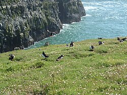 Puffin landing at the Wick