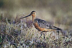 The bar-tailed godwit was named Scolopax lapponica in 1758