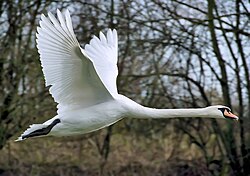 Mute swan