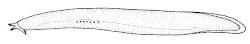 Drawing of a New Zealand hagfish