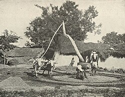 Indian sugarcane press, circa 1905