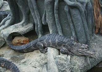 The Chinese Alligator, one of two species of Alligator has a conservation status of critically endangered, due to habitat destruction and hunting for their meat.