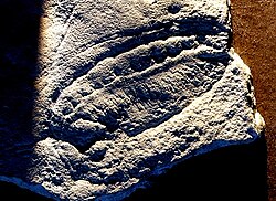Fossil of Kimberella, a triploblastic bilaterian, and possibly a mollusc