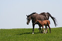 A foal and it’s mother, a precocial mammal.