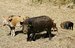 A family of feral pigs
