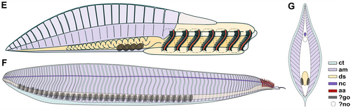 Anatomical reconstruction of Pikaia gracilens (F, G) compared to Yunnanozoon (E) after Mussini et al. (2024)[a]