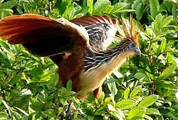 Hoatzin at Lake Sandoval, Peru