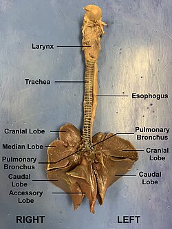 Ventral view of dissected rabbit lungs with key structures labeled