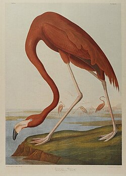 An American flamingo by Audubon, Brooklyn Museum