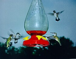 Hummingbirds encircling a feeder with nectar