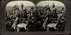 A black family works a cotton plantation. A young boy stands in front of the camera. The photo is in black and white.