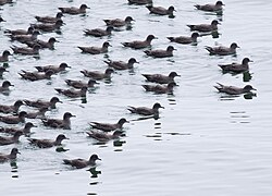 A small portion of a huge flock off the shore of California, United States in September