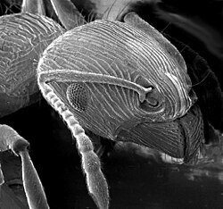 An image of an ant in an SEM