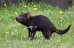 The Tasmanian Devil, Tasmania's state animal emblem