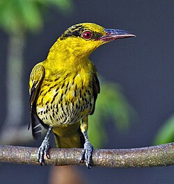 Juvenile bird in Kolkata, West Bengal, India