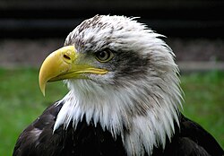 Bald eagle