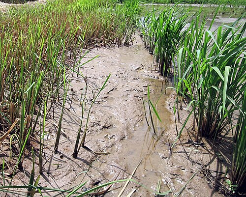 Rice regrowing from rhizomes