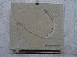 Anguillavus, one of the earliest known eels from the Sannine Limestone