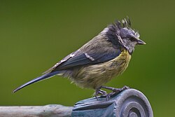 A bald blue tit with mite disease