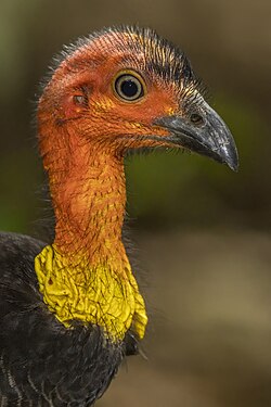 Brushturkeys can often be found in parks or gardens.