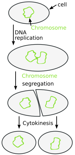Bacteria and archaea divide by binary fission