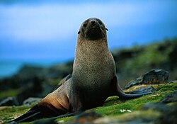 The Antarctic fur seal, once reduced to a small population on South Georgia after being hunted towards extinction, has returned to the waters around the Antarctic Peninsula.