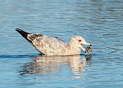 Immature herring gull manipulating a clam