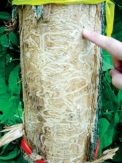 A green ash tree killed by emerald ash borer beetles