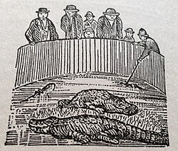 Alligators: Cartoon published in New Orleans Daily Item on 13 September 1880