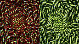 Illustration of the distribution of cone cells in the fovea of an individual with normal color vision (left), and a color blind (protanopic) retina. Note that the center of the fovea holds very few blue-sensitive cones.