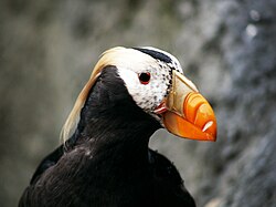 Tufted puffin (Fratercula cirrhata)