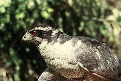 American goshawk