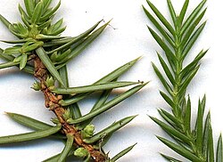 Juniper needles, magnified. Left, J. communis (Juniperus sect. Juniperus, needles 'jointed' at base). Right, J. chinensis (Juniperus sect. Sabina, needles merging smoothly with the stem, not jointed at base)