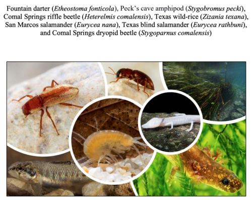 Six animals and one plant depend on healthy underground waters of the Edwards Aquifer of central Texas.[75]